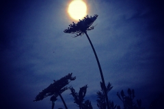 Mondblume