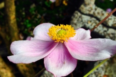 Blumengruß
