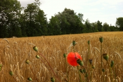 Feldermohn