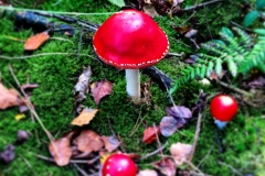 Im Wald