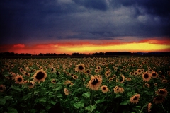 Sonnenblumenfeld im Sonnenuntergang