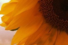 Makroblume
