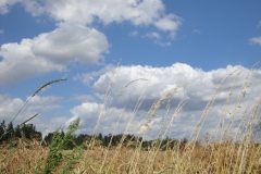 Ackerweite