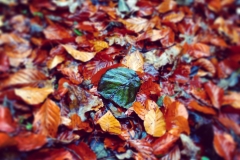 Herbstlaub