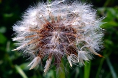 Pusteblume