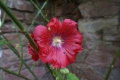 Blumengrüße