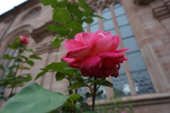 Blumengrüße