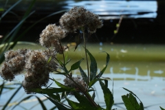 Am Wasser