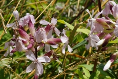 Blumengrüße