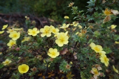 Blumengrüße