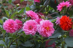 Blumengrüße
