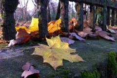 Herbstlaub