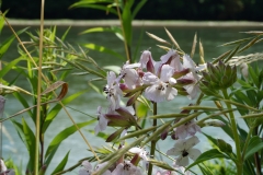 Blumengrüße