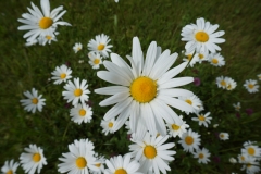 Blumengrüße