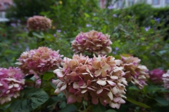 Blumengrüße