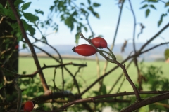 Roter Gruß