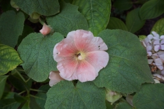Blumengrüße