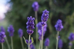 Blumengrüße