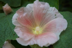 Blumengrüße