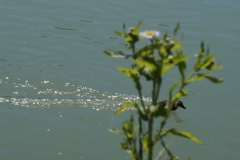 An der Donau