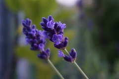 Blumengrüße