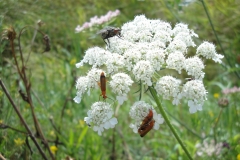 Blumenwelt
