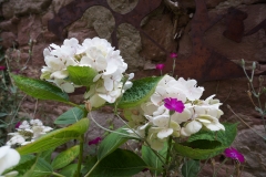 Blumengrüße