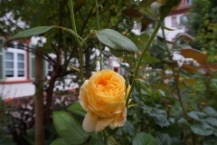 Blumengrüße