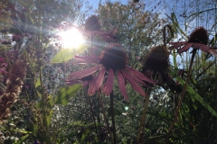 Blumengrüße
