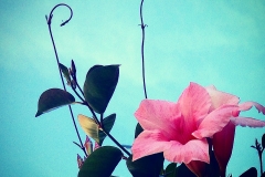 Blumenbild
