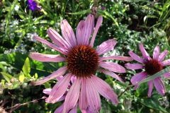 Blumengrüße