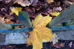Herbstlaub