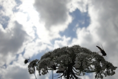 Blumenwelt