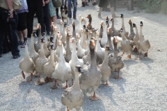 Gänsemarsch