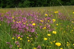 Wiesenwelt