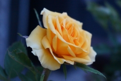 Rosengruß