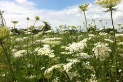 Wiesenwelt