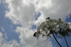 Insektenwelt