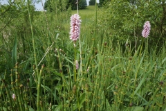 Wiesenwelt