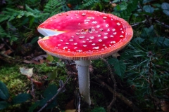 Fliegenpilz