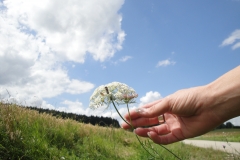 Handblume