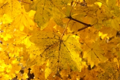 Goldener Herbst