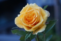 Rosengruß