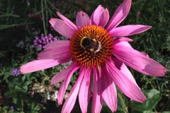 Blumengrüße