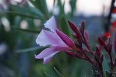 Orleanderblüte