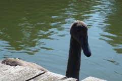 Schwanenkind