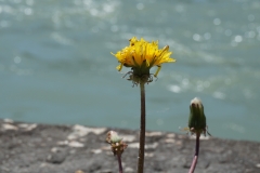 An der Donau