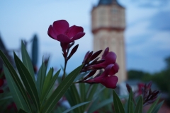 Orleanderblüten