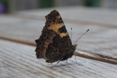 Schmetterling