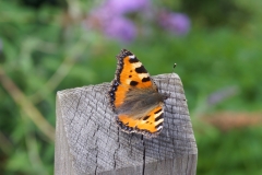 Schmetterling